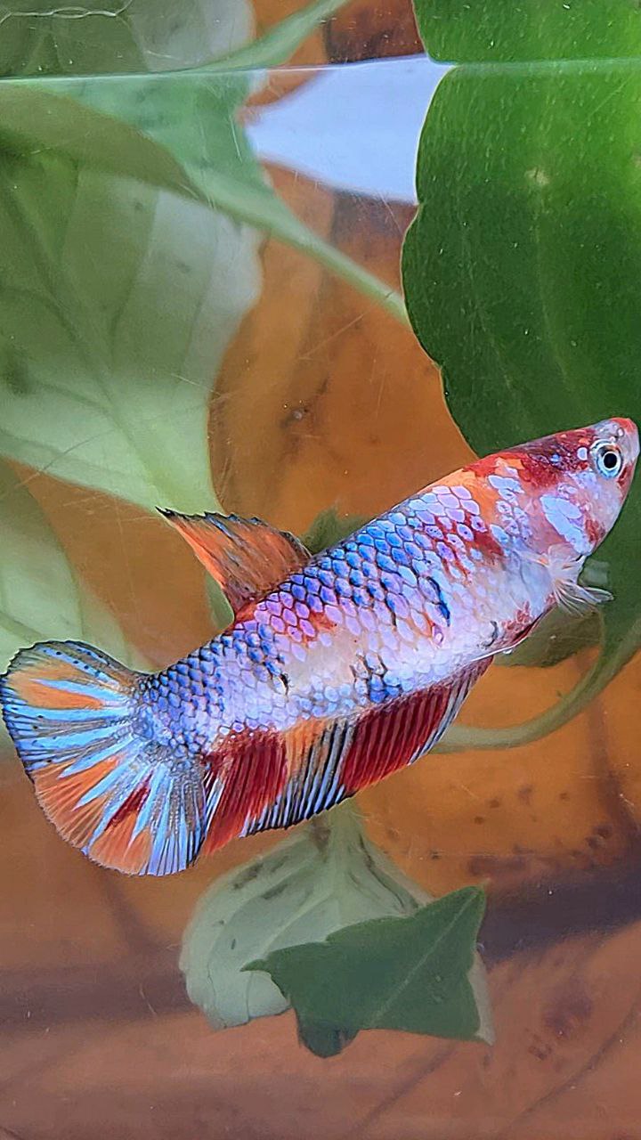 XL FEMALE PLAKAT CANDY MULTICOLOR BETTA FISH