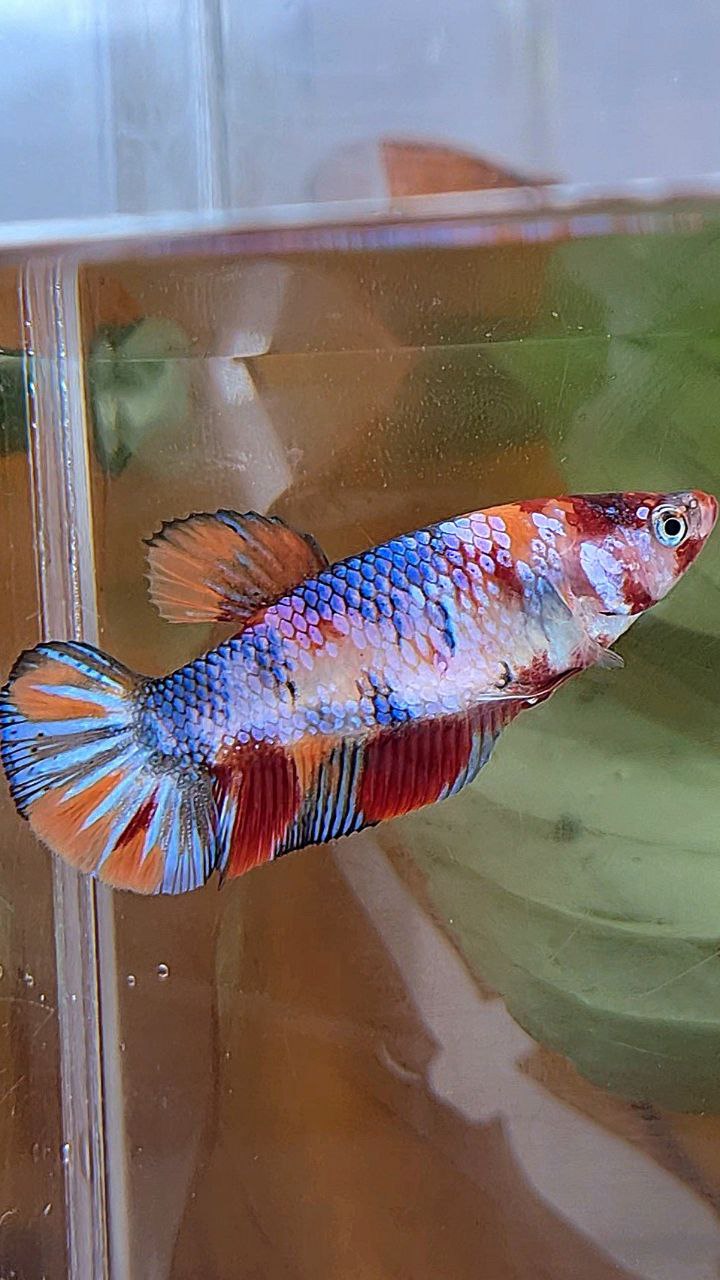 XL FEMALE PLAKAT CANDY MULTICOLOR BETTA FISH