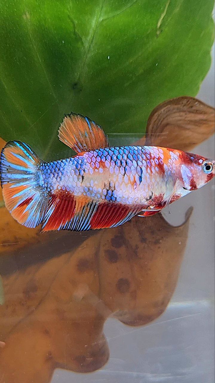 XL FEMALE PLAKAT CANDY MULTICOLOR BETTA FISH