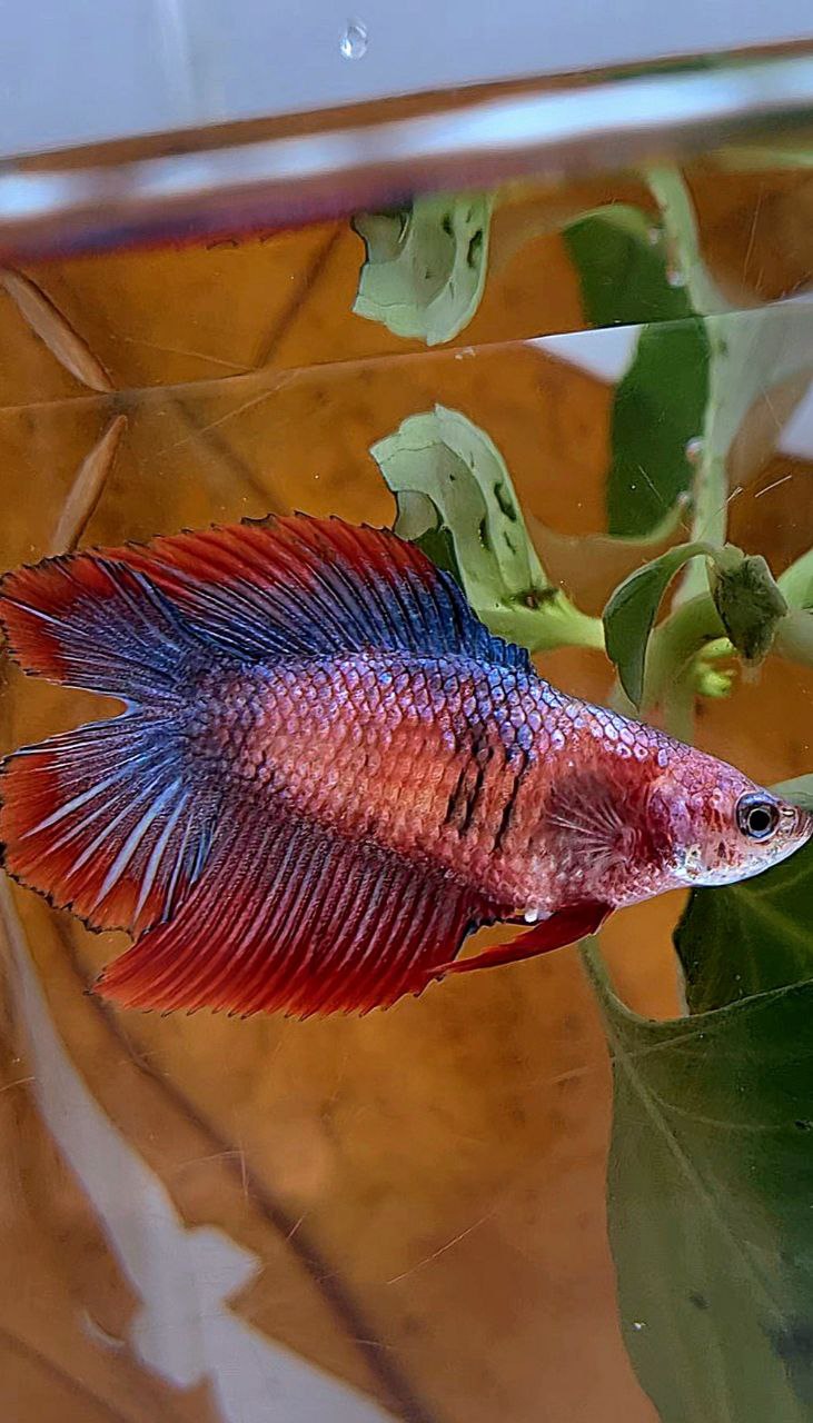 FEMALE HALFMOON DOUBLE TAIL RED MASCOT BETTA FISH