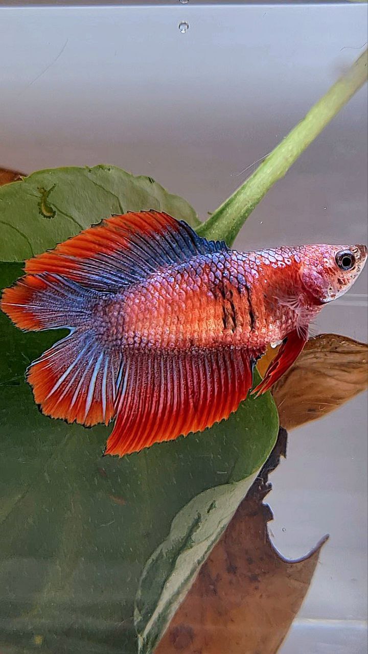 FEMALE HALFMOON DOUBLE TAIL RED MASCOT BETTA FISH