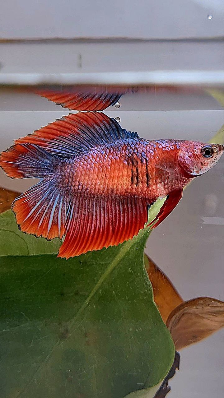 FEMALE HALFMOON DOUBLE TAIL RED MASCOT BETTA FISH