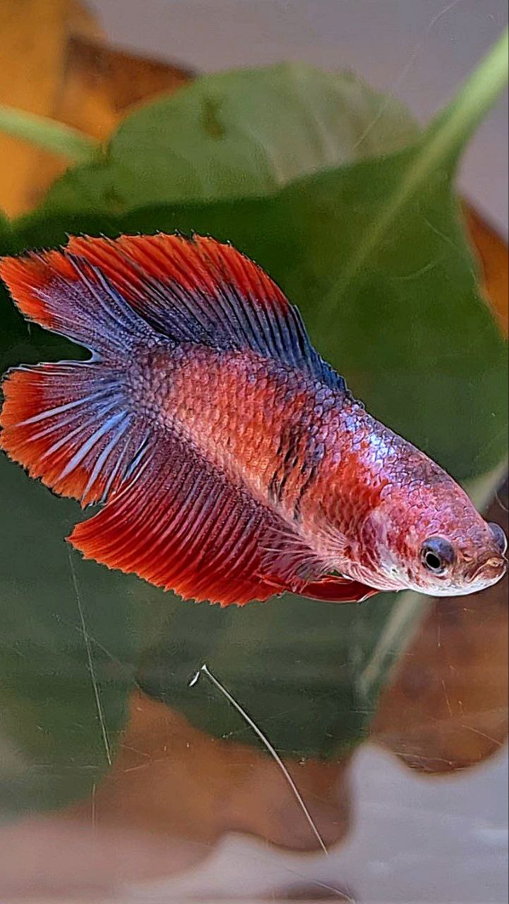 FEMALE HALFMOON DOUBLE TAIL RED MASCOT BETTA FISH