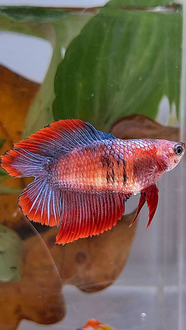 FEMALE HALFMOON DOUBLE TAIL RED MASCOT BETTA FISH