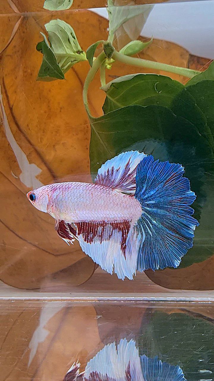 XL FEMALE HALFMOON ROSETAIL WHITE FANCY BLUE BETTA FISH