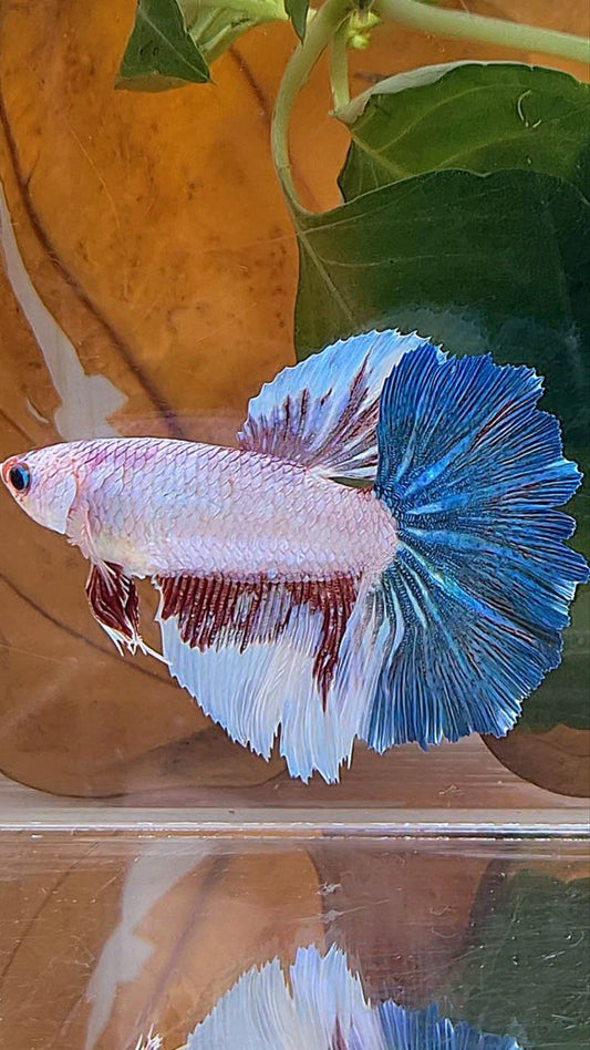 XL FEMALE HALFMOON ROSETAIL WHITE FANCY BLUE BETTA FISH