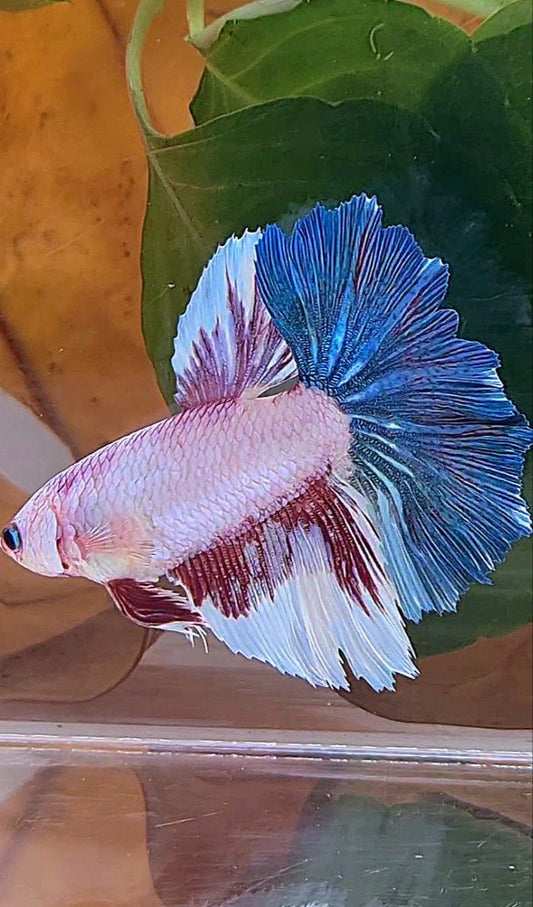 XL FEMALE HALFMOON ROSETAIL WHITE FANCY BLUE BETTA FISH