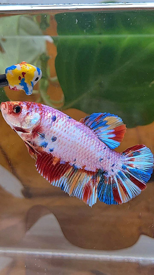 XL FEMALE PLAKAT PINK CANDY RAINBOW MULTICOLOR BETTA FISH