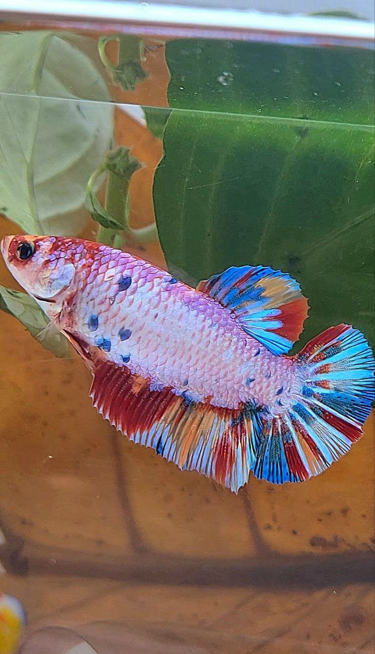 XL FEMALE PLAKAT PINK CANDY RAINBOW MULTICOLOR BETTA FISH