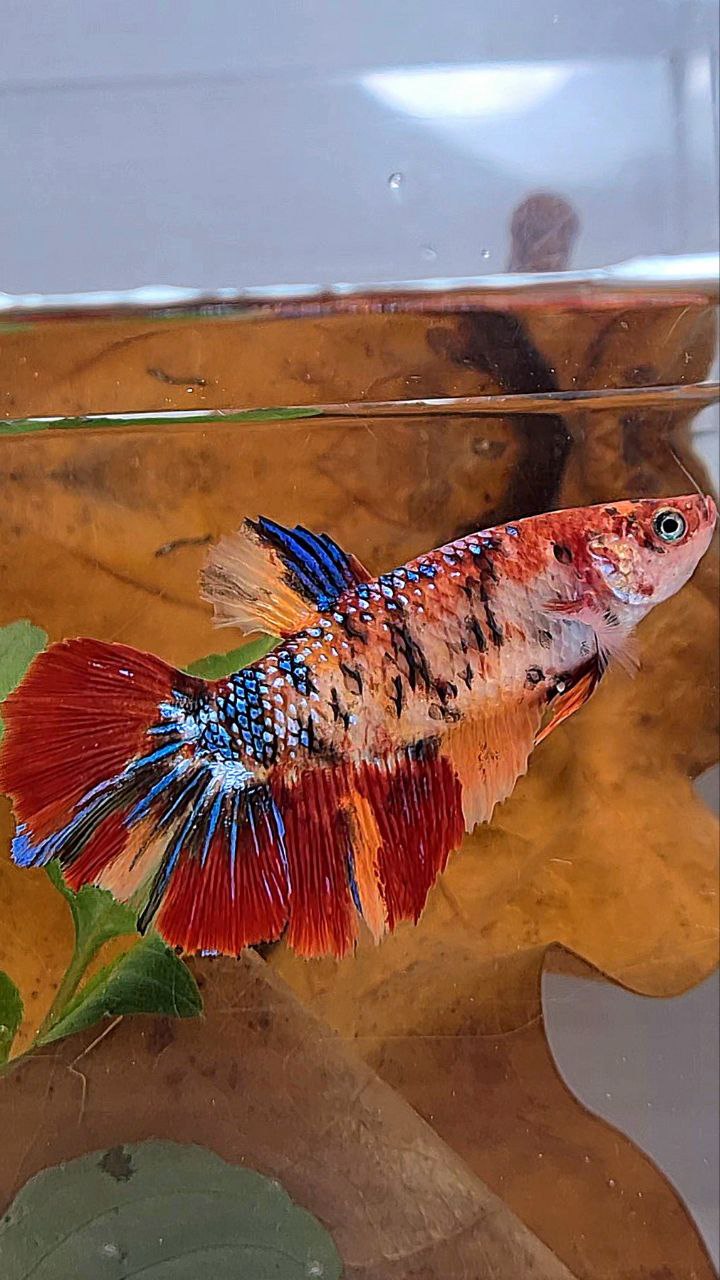 XL FEMALE HALFMOON ORANGE METTALIC MULTICOLOR BETTA FISH