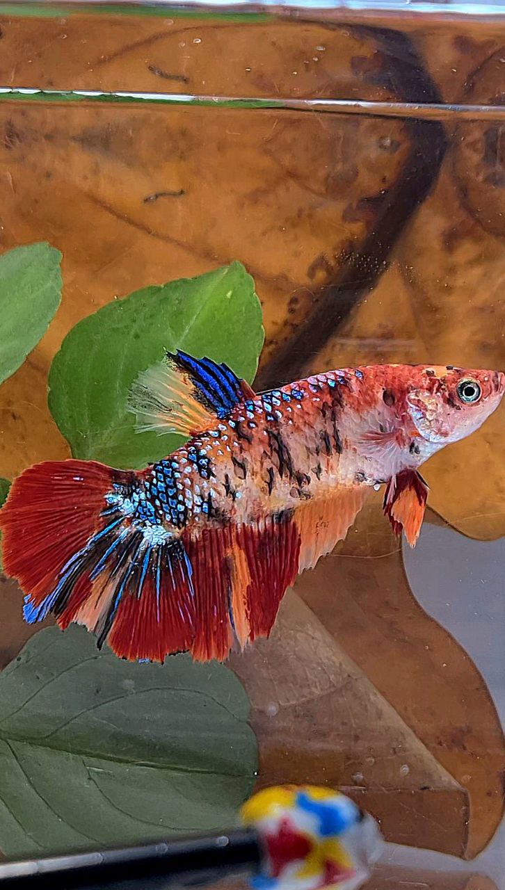 XL FEMALE HALFMOON ORANGE METTALIC MULTICOLOR BETTA FISH