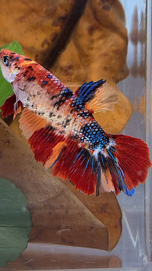 XL FEMALE HALFMOON ORANGE METTALIC MULTICOLOR BETTA FISH