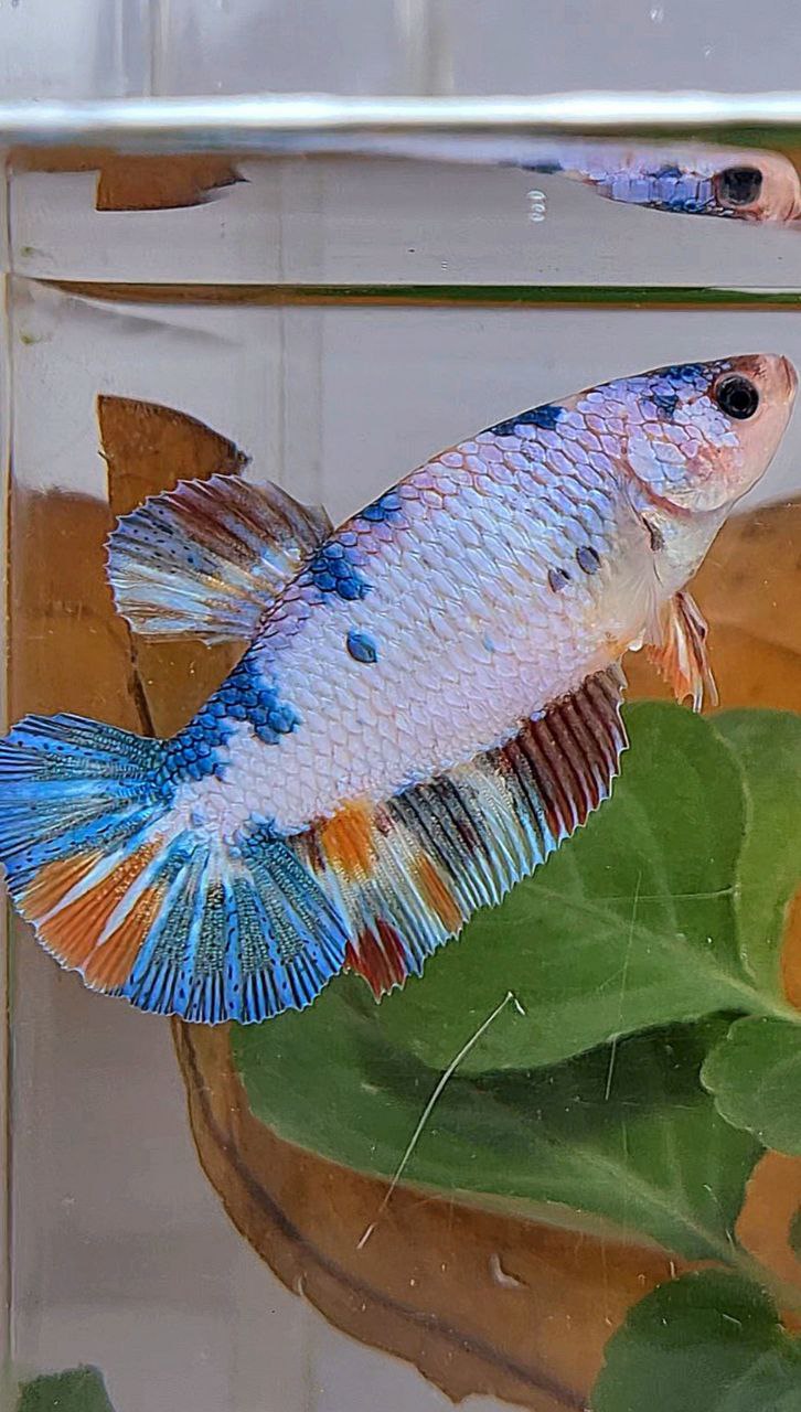 XL FEMALE PLAKAT WHITE FANCY CANDY MULTICOLOR BETTA FISH