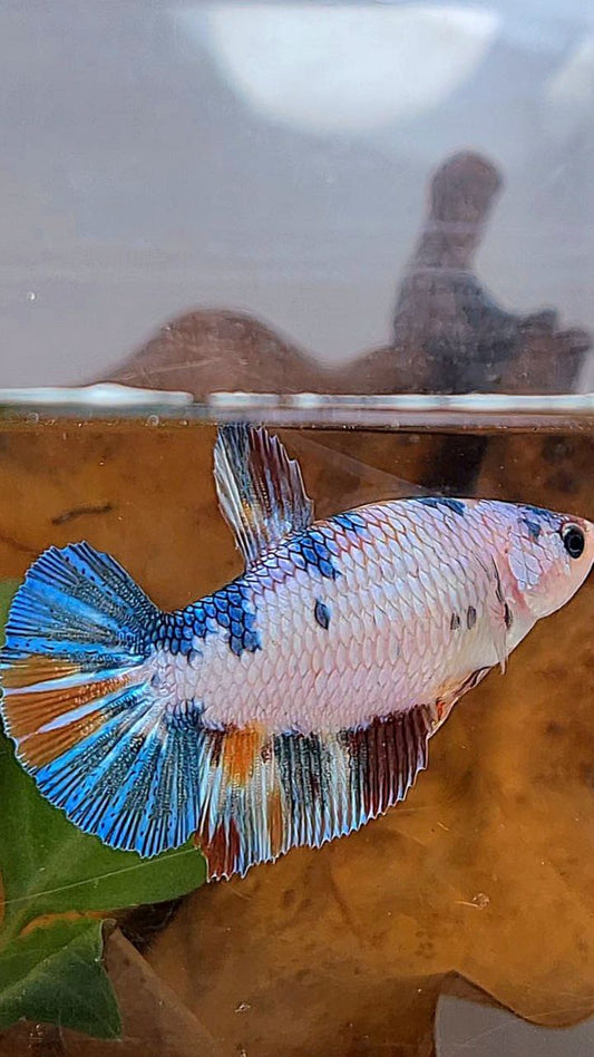XL FEMALE PLAKAT WHITE FANCY CANDY MULTICOLOR BETTA FISH