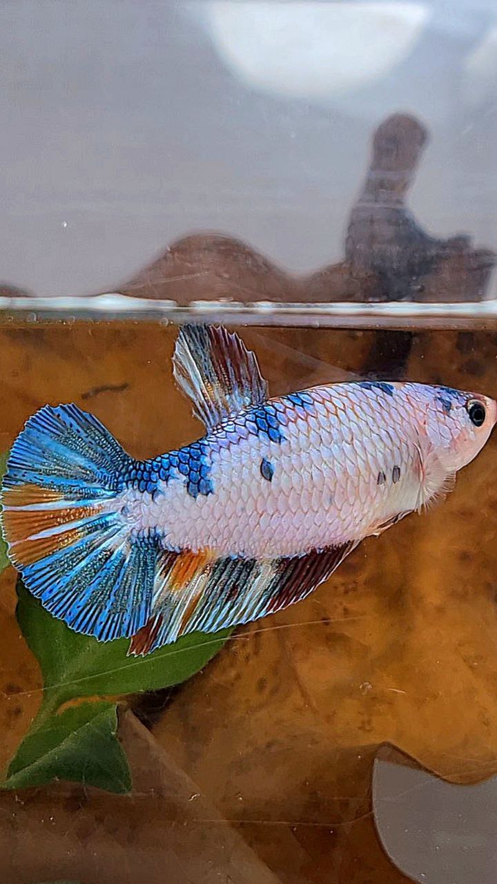 XL FEMALE PLAKAT WHITE FANCY CANDY MULTICOLOR BETTA FISH