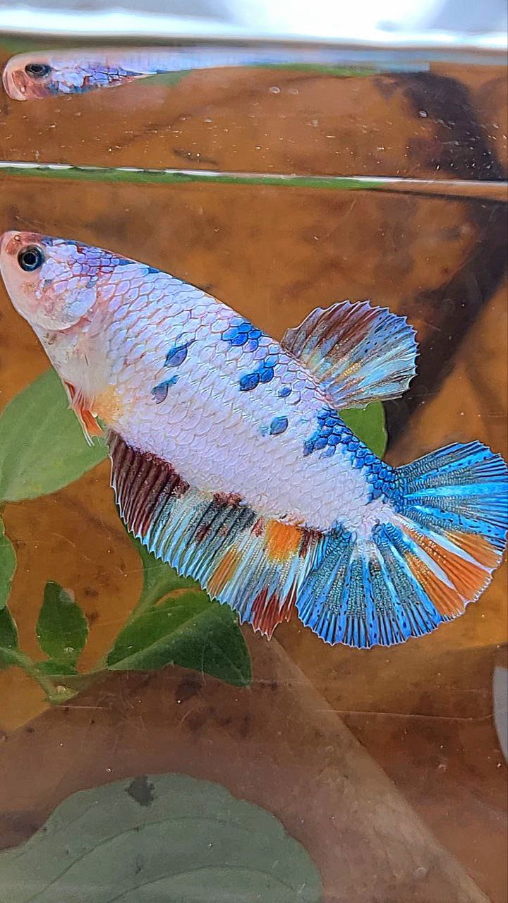 XL FEMALE PLAKAT WHITE FANCY CANDY MULTICOLOR BETTA FISH