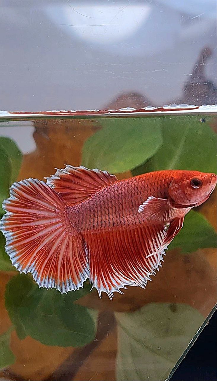 XL HALFMOON ROSETAIL BIG EAR ORANGE PINEAPPLE BETTA FISH