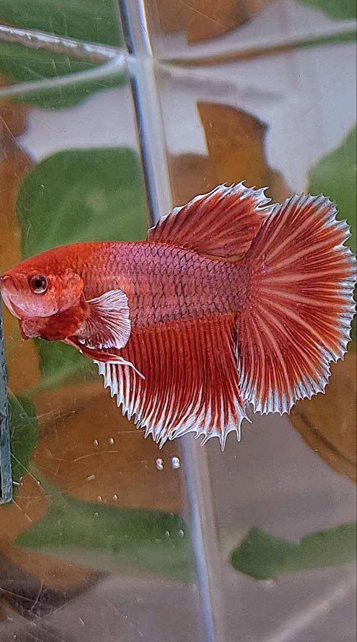 XL HALFMOON ROSETAIL BIG EAR ORANGE PINEAPPLE BETTA FISH