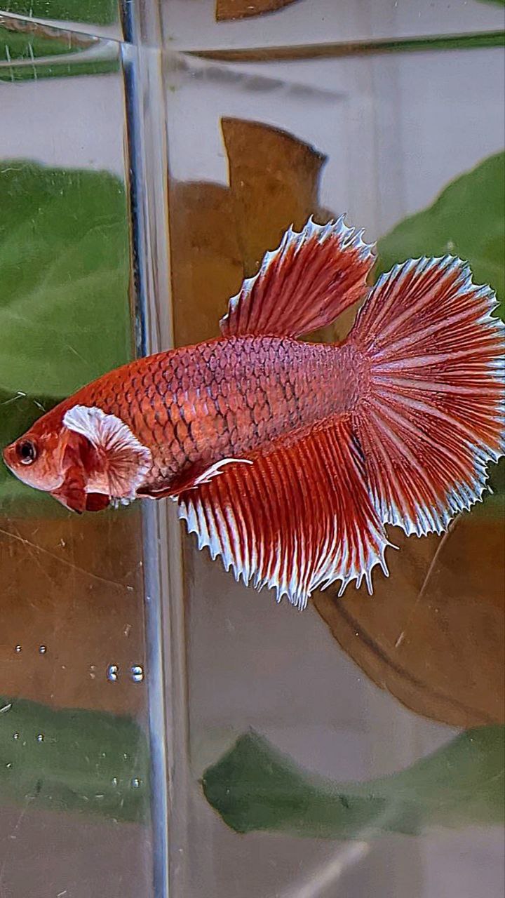XL HALFMOON ROSETAIL BIG EAR ORANGE PINEAPPLE BETTA FISH