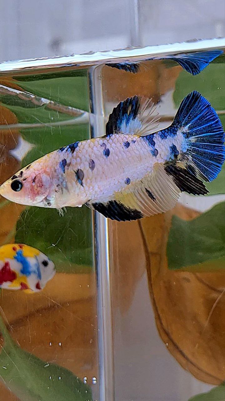 XL FEMALE PLAKAT WHITE CANDY YELLOW MULTICOLOR BETTA FISH