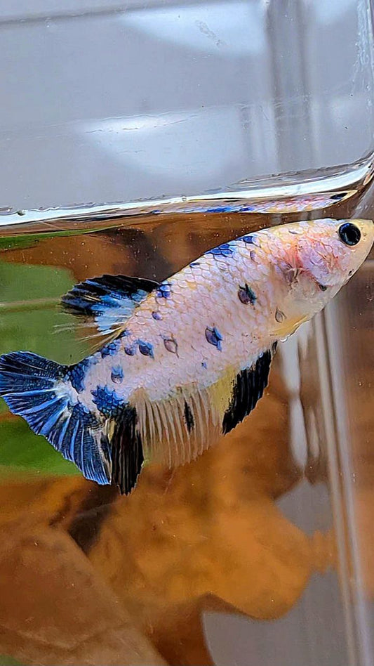 XL FEMALE PLAKAT WHITE CANDY YELLOW MULTICOLOR BETTA FISH
