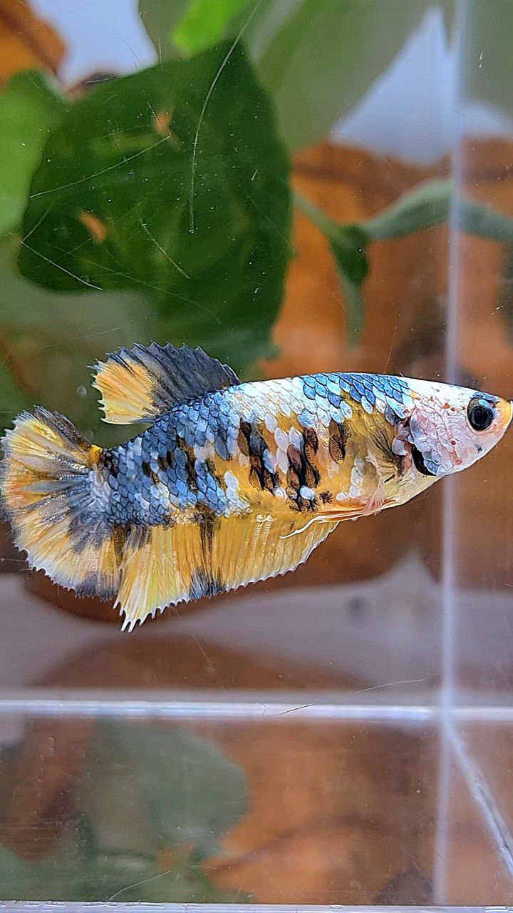 FEMALE PLAKAT YELLOW FANCY COPPER MULTICOLOR BETTA FISH
