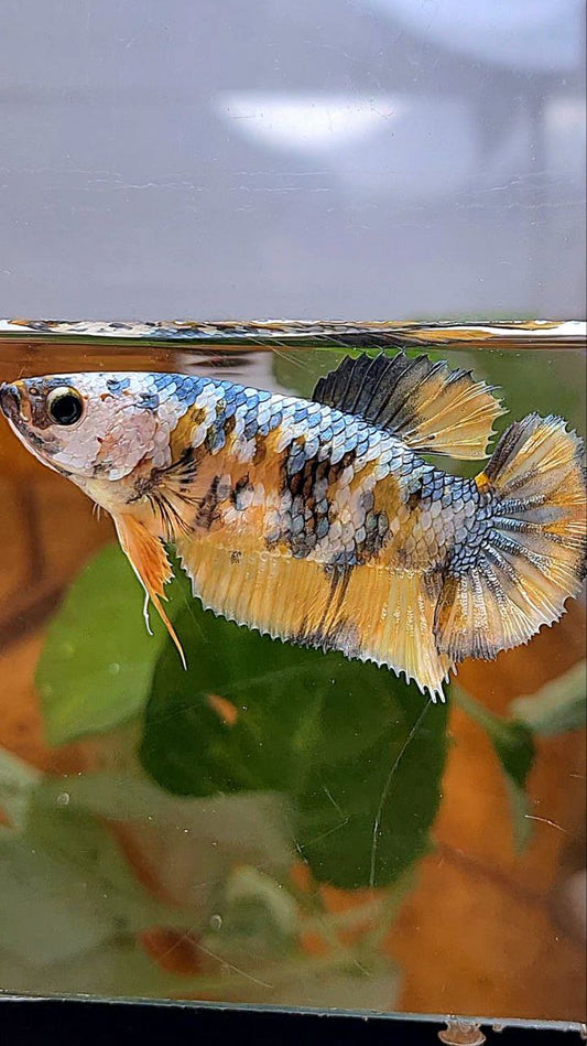 FEMALE PLAKAT YELLOW FANCY COPPER MULTICOLOR BETTA FISH