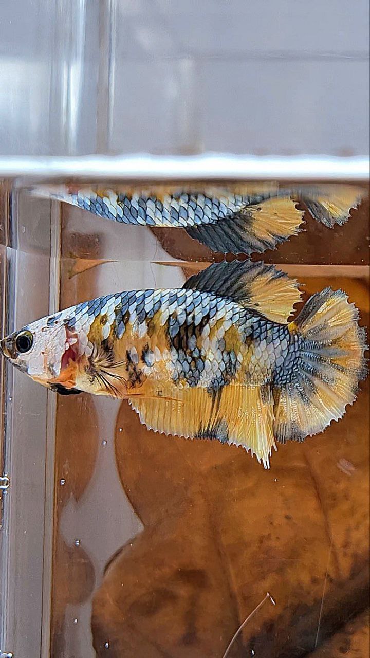 FEMALE PLAKAT YELLOW FANCY COPPER MULTICOLOR BETTA FISH