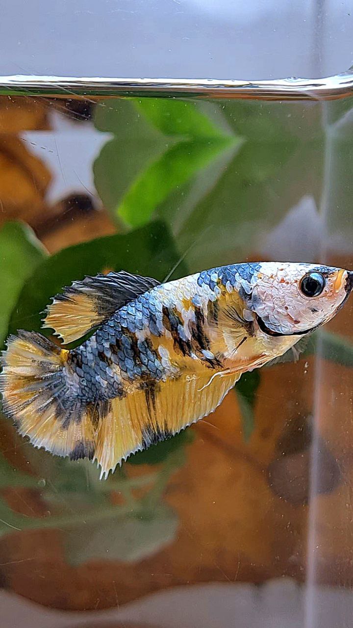 FEMALE PLAKAT YELLOW FANCY COPPER MULTICOLOR BETTA FISH