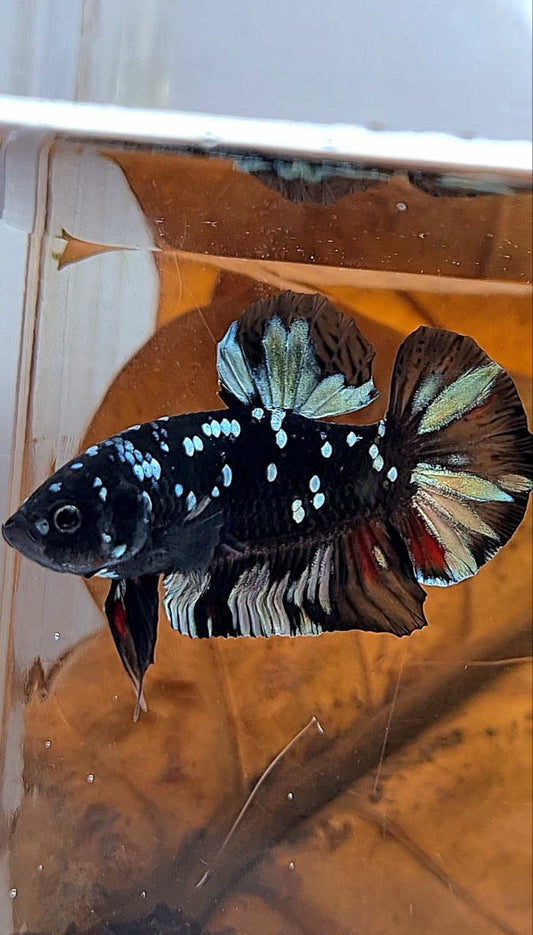 PLAKAT BLACK GALAXY AVATAR COPPER BETTA FISH