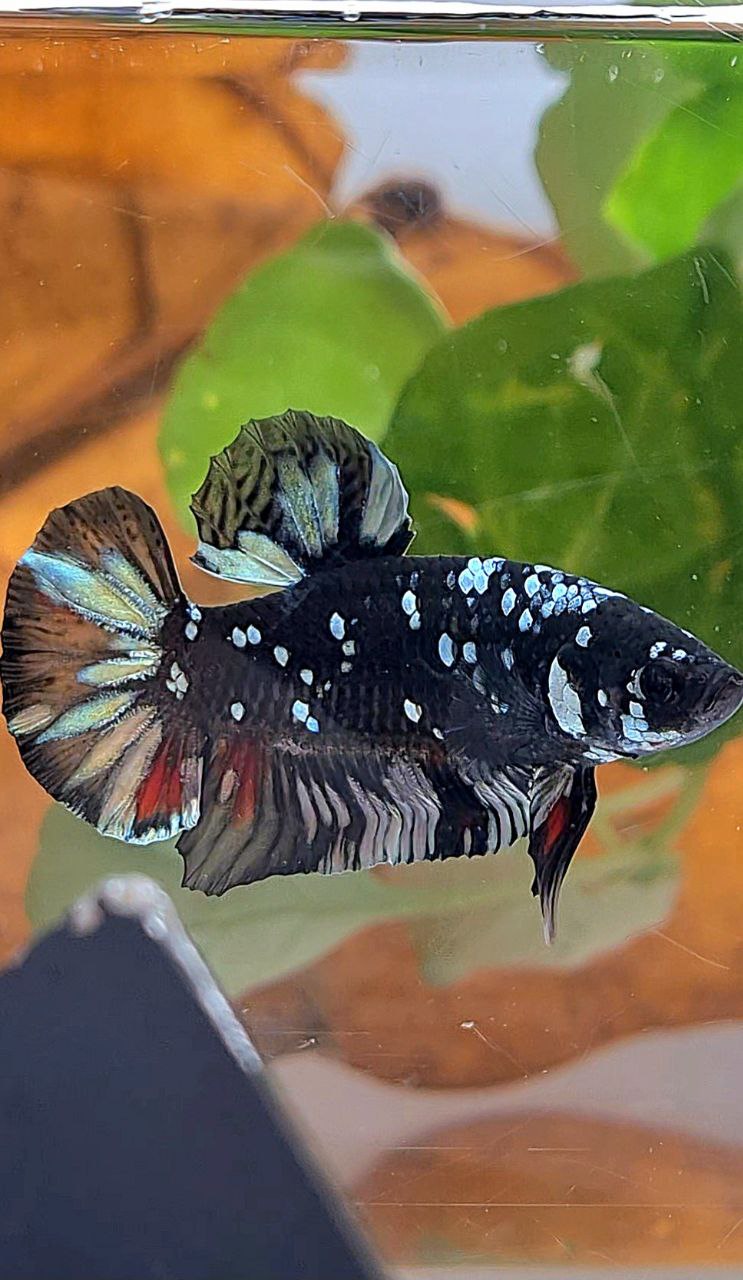 PLAKAT BLACK GALAXY AVATAR COPPER BETTA FISH