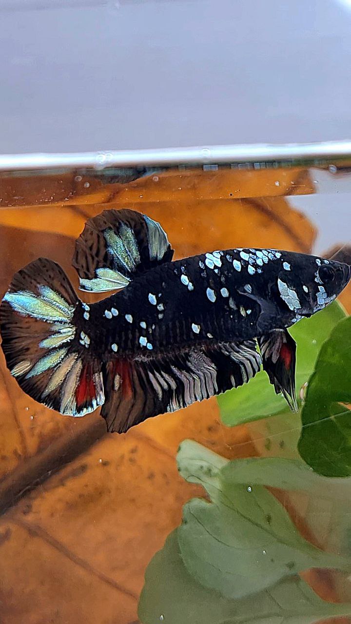 PLAKAT BLACK GALAXY AVATAR COPPER BETTA FISH