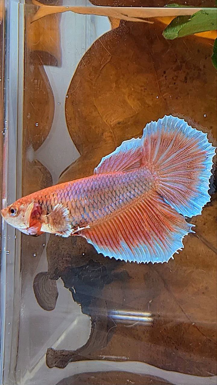 XL FEMALE HALFMOON BIG EAR ORANGE PINEAPPLE BETTA FISH