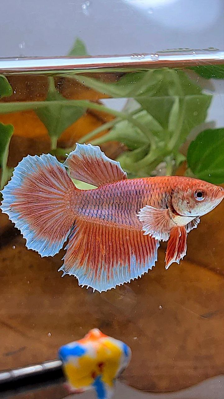 XL FEMALE HALFMOON BIG EAR ORANGE PINEAPPLE BETTA FISH