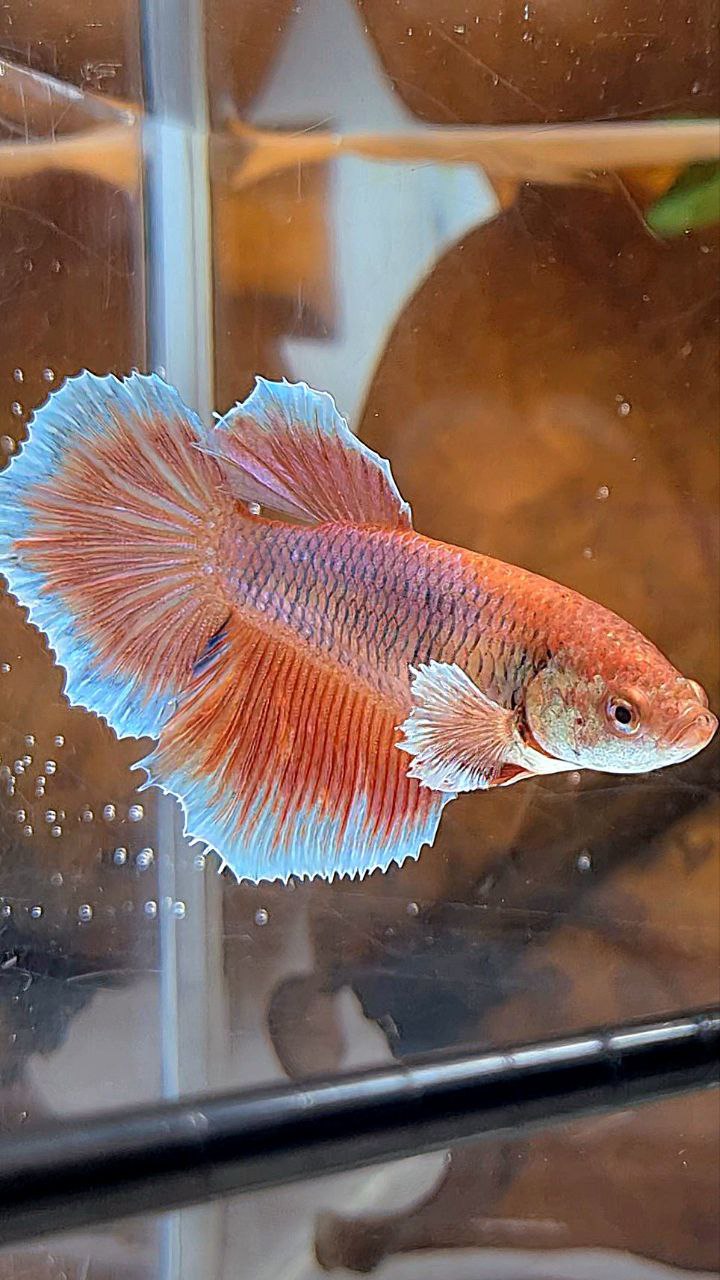 XL FEMALE HALFMOON BIG EAR ORANGE PINEAPPLE BETTA FISH