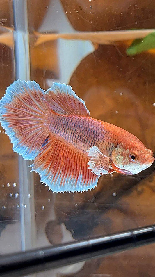 XL FEMALE HALFMOON BIG EAR ORANGE PINEAPPLE BETTA FISH