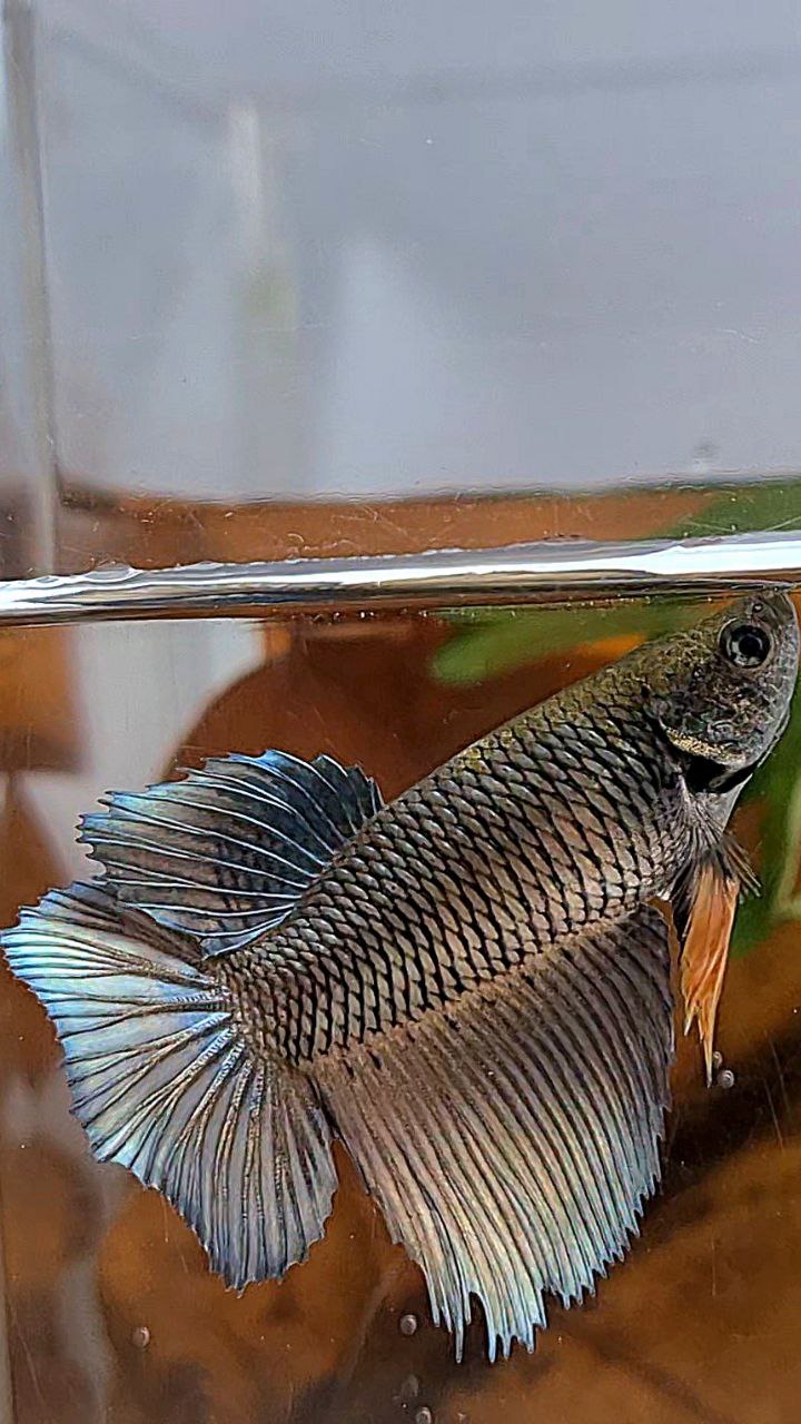 XL FEMALE HALFMOON COPPER YELLOW BETTA FISH