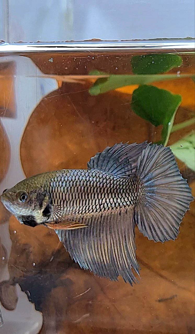 XL FEMALE HALFMOON COPPER YELLOW BETTA FISH