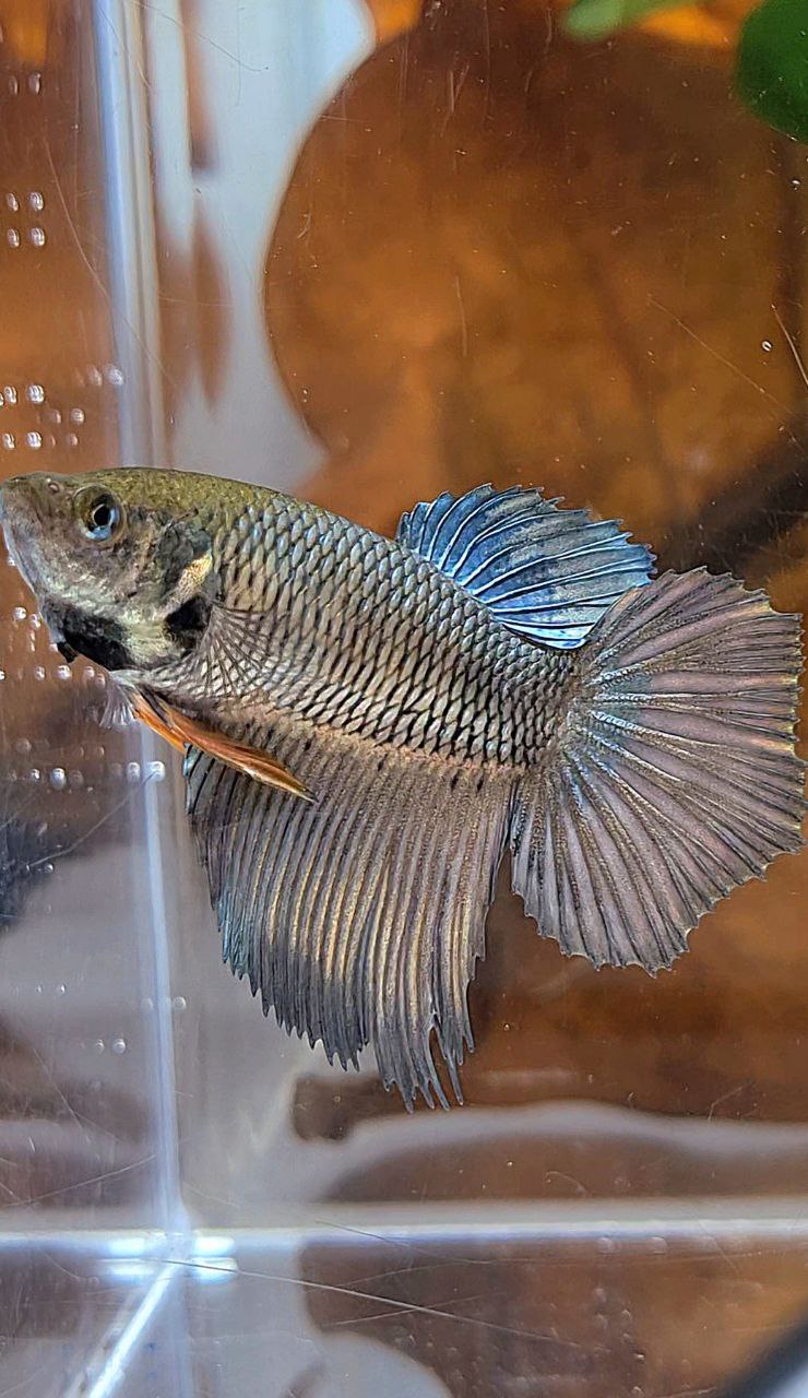 XL FEMALE HALFMOON COPPER YELLOW BETTA FISH