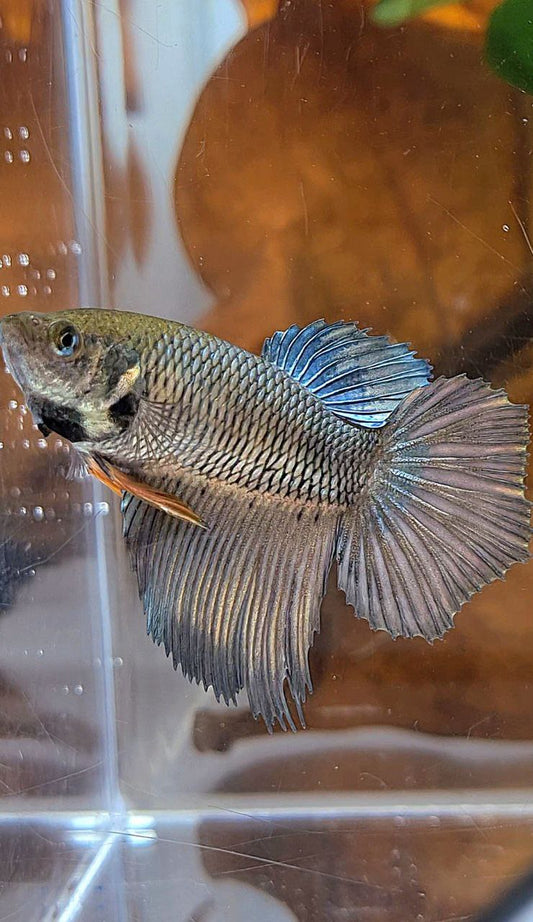 XL FEMALE HALFMOON COPPER YELLOW BETTA FISH