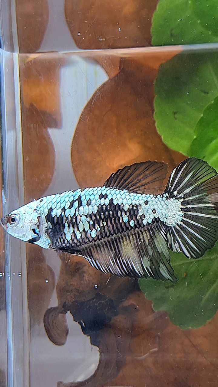 FEMALE HALFMOON BLACK SAMURAI YELLOW WASH BETTA FISH