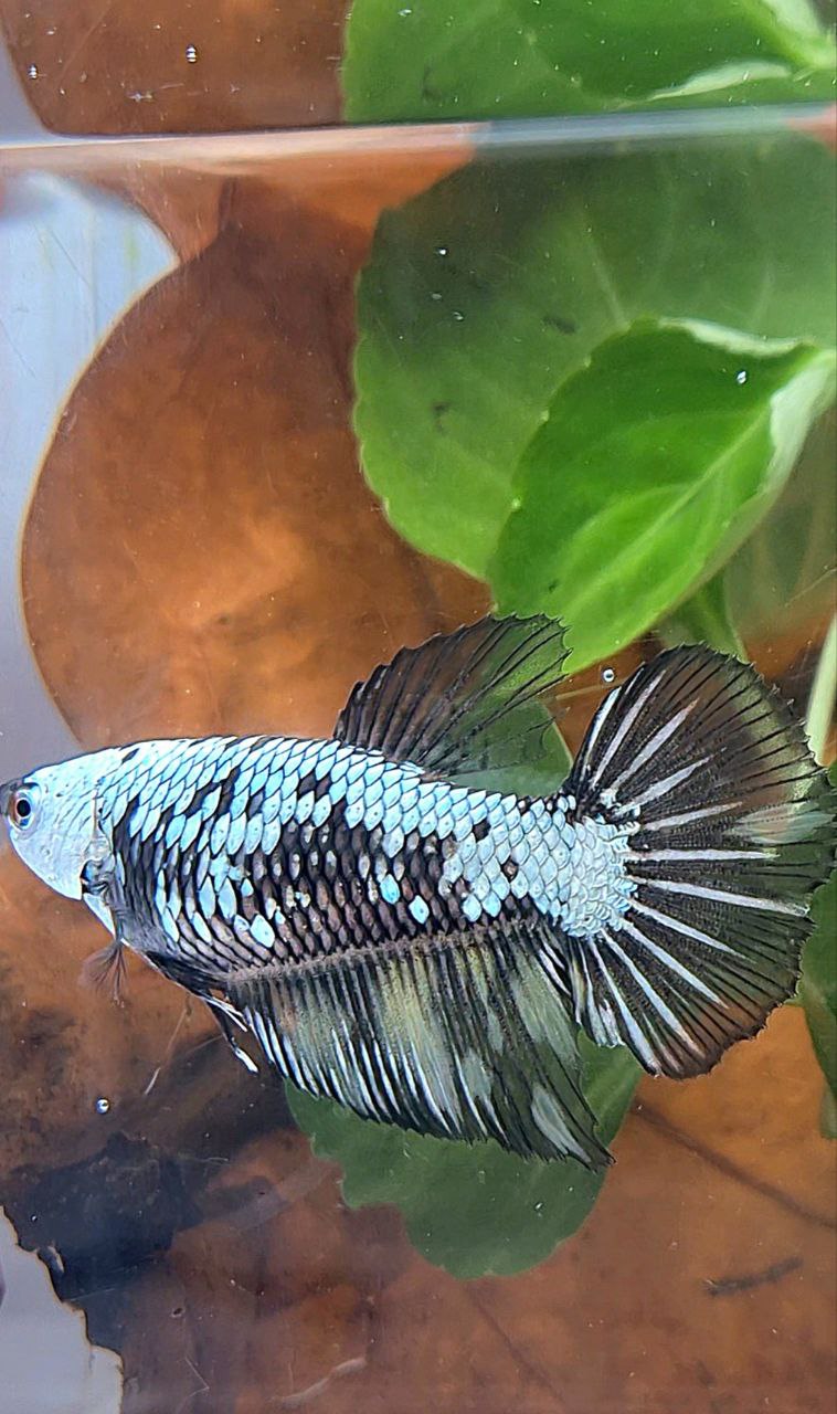 FEMALE HALFMOON BLACK SAMURAI YELLOW WASH BETTA FISH