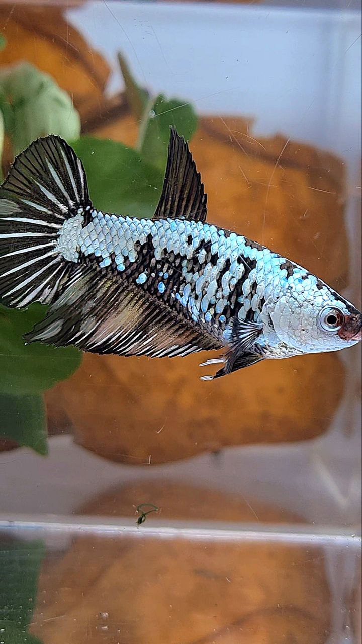 FEMALE HALFMOON BLACK SAMURAI YELLOW WASH BETTA FISH