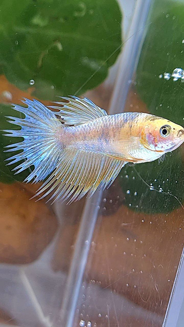 FEMALE CROWNTAIL YELLOW COPPER FANCY BETTA FISH