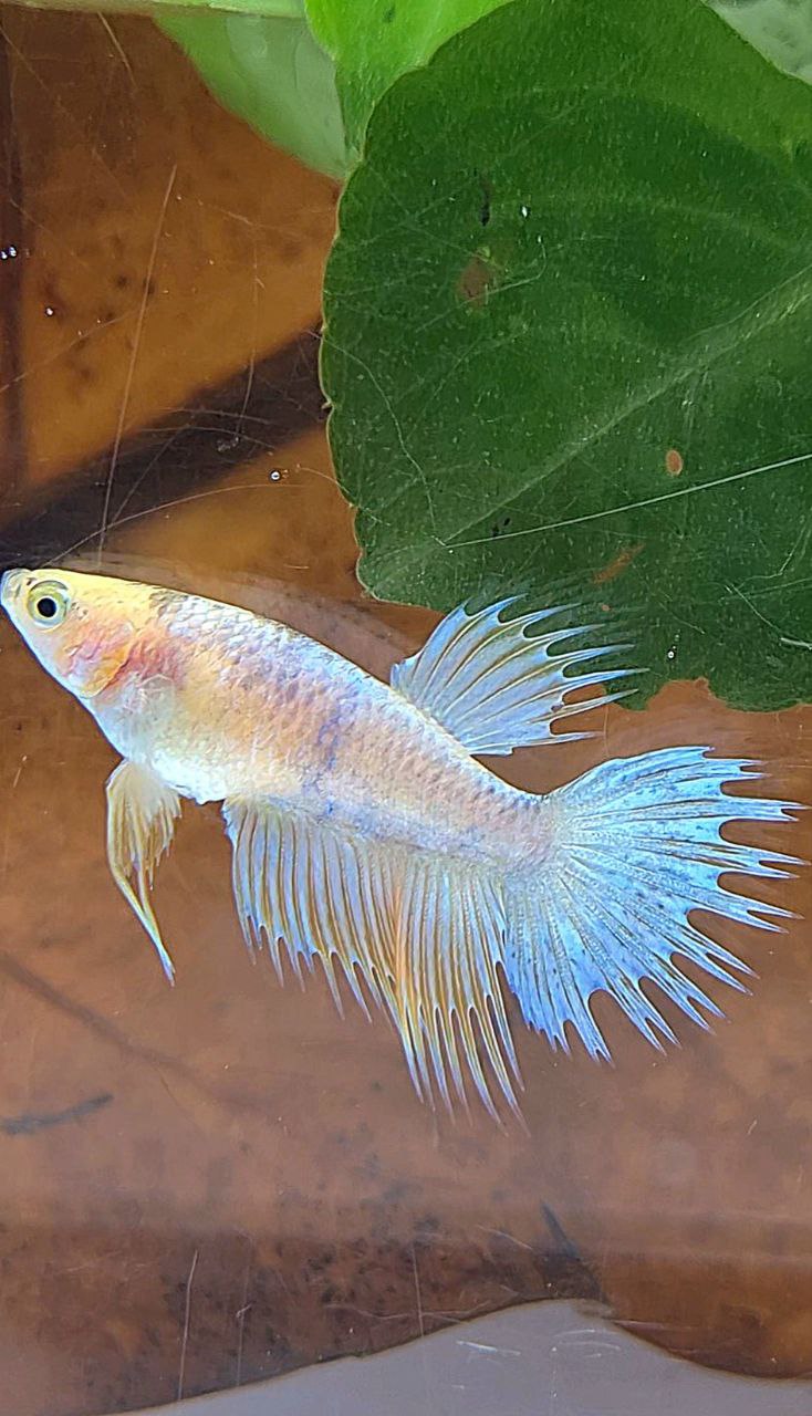 FEMALE CROWNTAIL YELLOW COPPER FANCY BETTA FISH