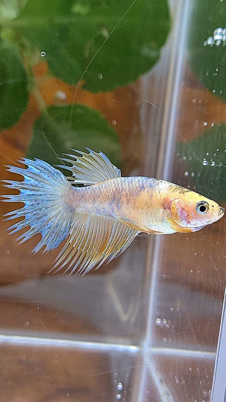 FEMALE CROWNTAIL YELLOW COPPER FANCY BETTA FISH