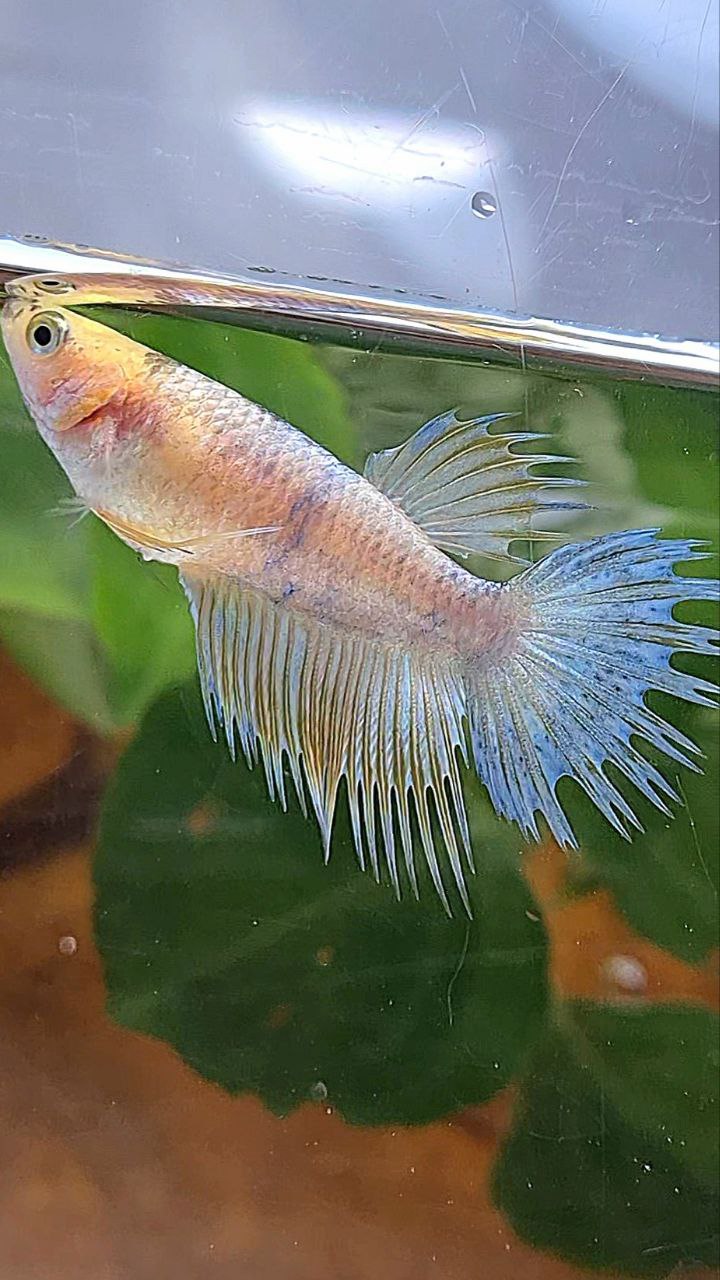 FEMALE CROWNTAIL YELLOW COPPER FANCY BETTA FISH