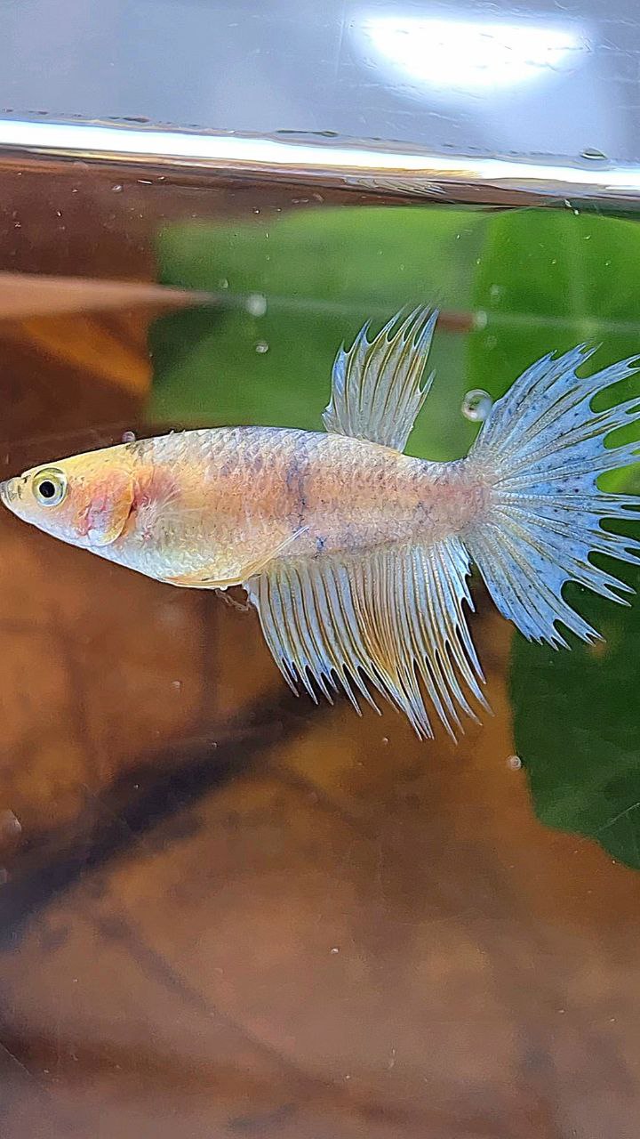 FEMALE CROWNTAIL YELLOW COPPER FANCY BETTA FISH