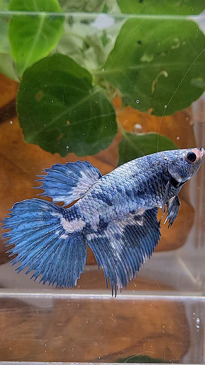 XL FEMALE CROWNTAIL HALFMOON BLUE MARBLE BETTA FISH