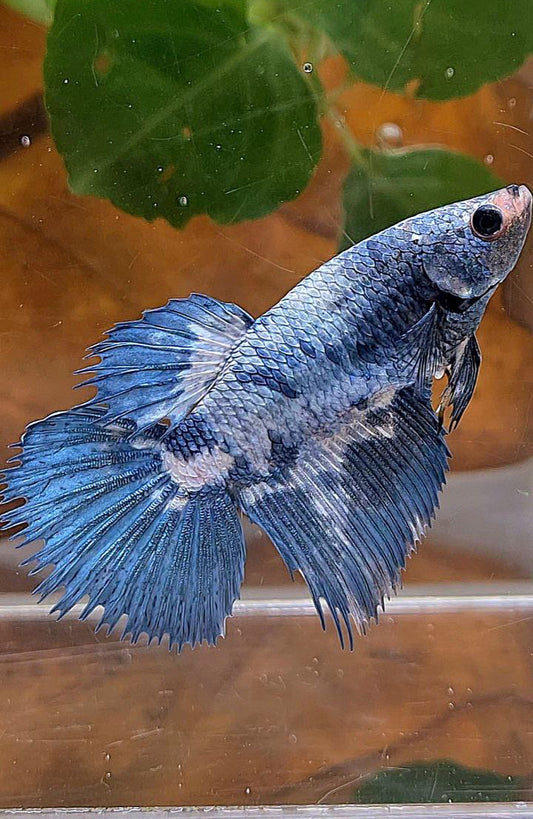 XL FEMALE CROWNTAIL HALFMOON BLUE MARBLE BETTA FISH